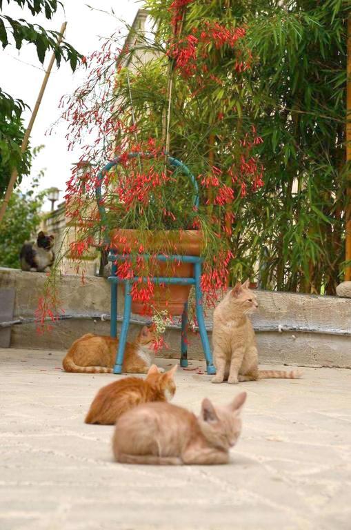 Faith'S Stone House Guest House Simou Exterior photo